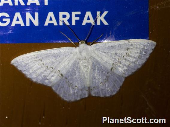 Drepanini Moth (Teldenia inanis)