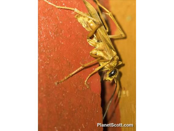 Spider Wasp (Pompilidae sp)