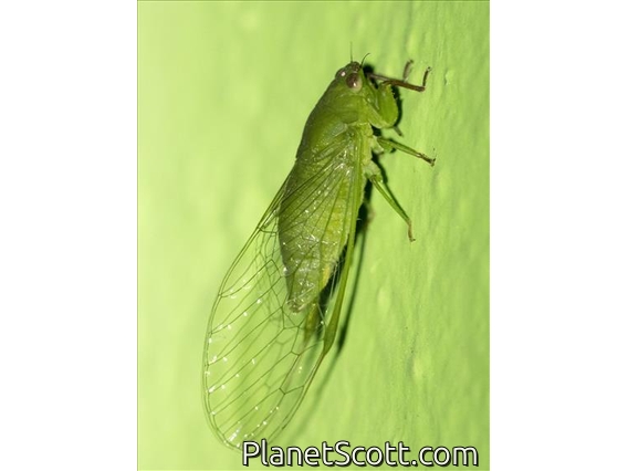Largeclasper Cicada (Papuapsaltria phyllophora)