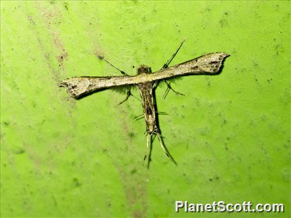 Plume Moth (Pterophoridae sp)