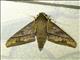 Sphinx Moth (Gnathothlibus meeki)