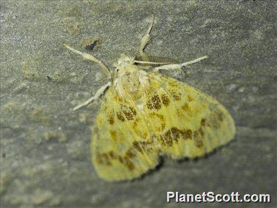 Tussock Moth (Lymantriinae sp)