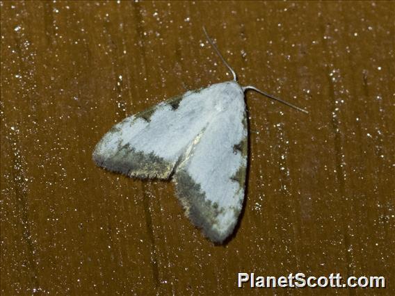 Tufted Moth (Nolinae sp)