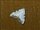 Tufted Moth (Nolinae sp)