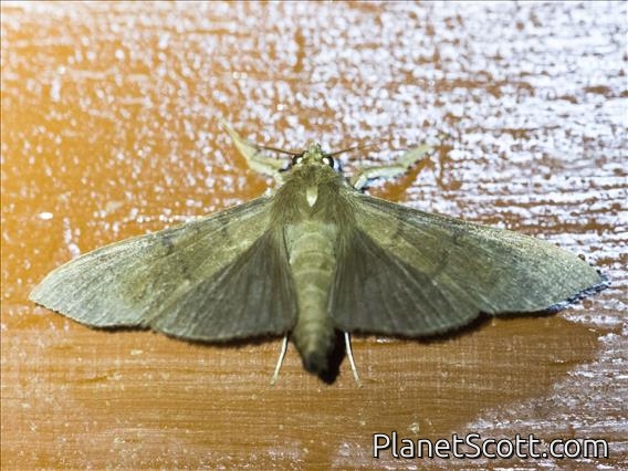 Crambid Snout Moth (Omiodes sp)