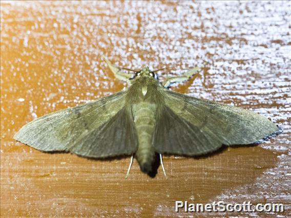 Pyralid Snout Moth (Pyralidae sp)