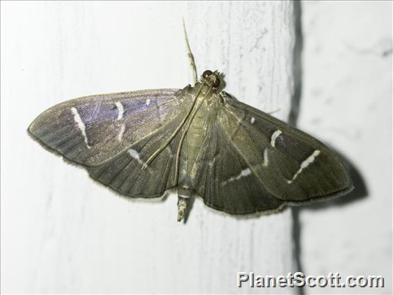 Crambid Snout Moth (Crambidae sp)