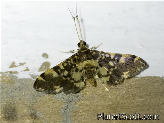 Pearl Moth (Nacoleia sp)