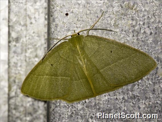 Emerald Moth (Prasinocyma sp)