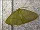 Emerald Moth (Prasinocyma sp)