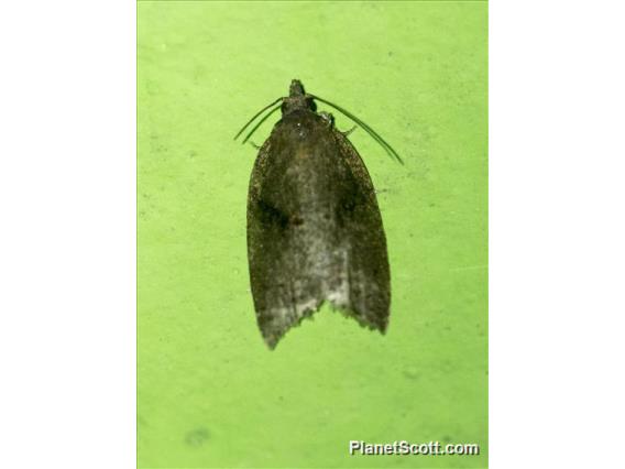 Tortricid Leafroller Moth (Tortricidae sp)