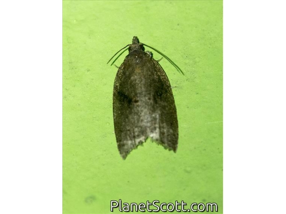 Tortricid Leafroller Moth (Tortricinae sp)