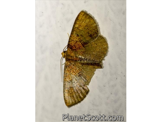 Window-winged Moth (Herimba sp)