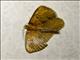 Crambid Snout Moth (Crambidae sp)