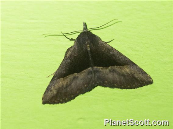 Hypenine Snout Moth (Hypena laesalis)