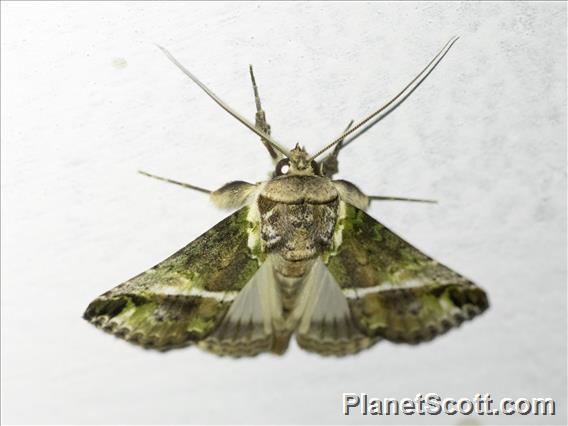 Tufted Moth (Risoba avola)