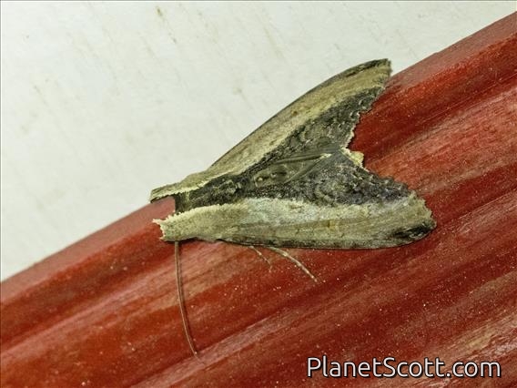 Stictopterini Moth (Stictoptera cucullioides)