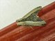 Stictopterini Moth (Stictoptera cucullioides)