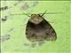 Cutworm Moth (Noctuidae sp)