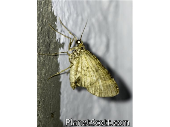 Carpet Moth (Larentiinae sp)