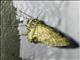 Geometer Moth (Geometridae sp)