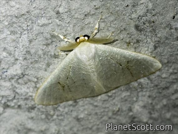Tussock Moth (Arctornis sp)