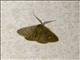 Ennominae Moth (Casbia sp)