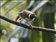 Lesser Bird-of-Paradise (Paradisaea minor)