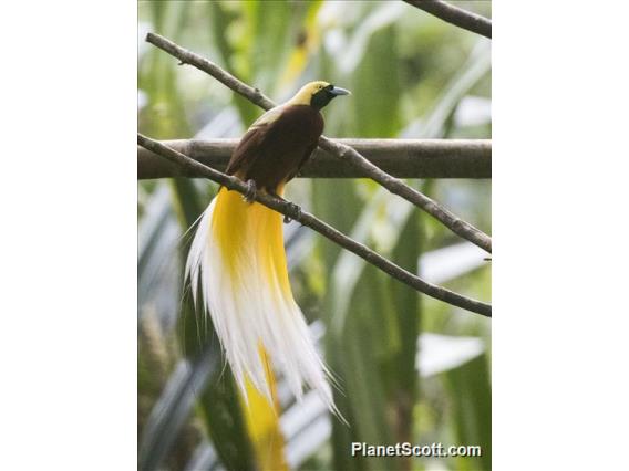 Lesser Bird-of-Paradise (Paradisaea minor)