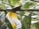 Lesser Bird-of-Paradise (Paradisaea minor)