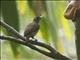 Magnificent Bird-of-Paradise (Diphyllodes magnificus) - Female