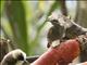 Magnificent Riflebird (Ptiloris magnificus) - Female