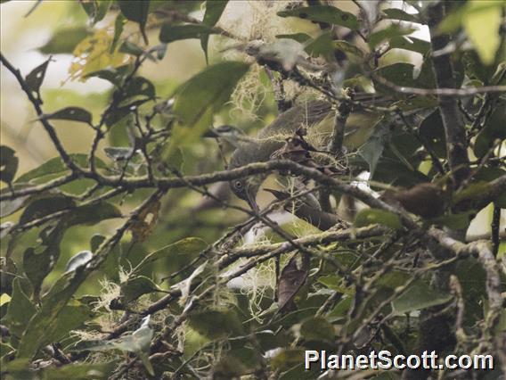 Spectacled Longbill (Oedistoma iliolophus)