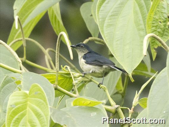 Mid-mountain Berrypecker (Melanocharis longicauda)