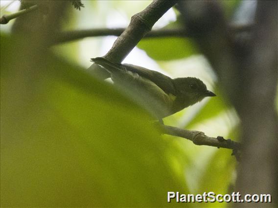 Obscure Berrypecker (Melanocharis arfakiana)