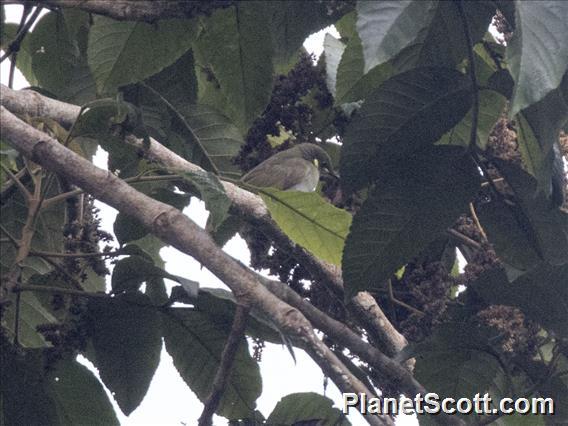 Mountain Honeyeater (Meliphaga orientalis)