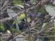 Chestnut-bellied Fantail (Rhipidura hyperythra)