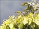 Black-fronted White-eye (Zosterops minor)