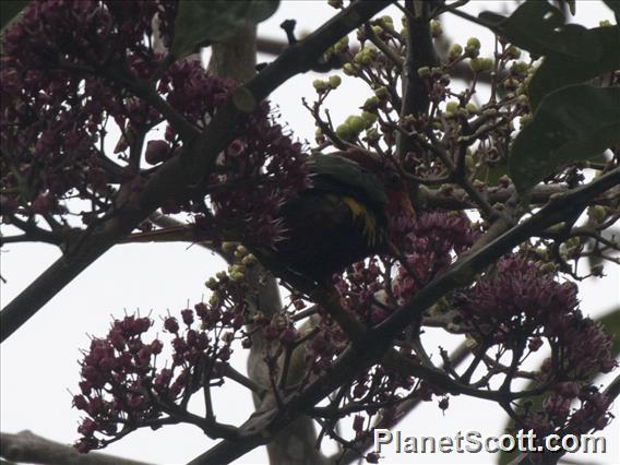 West Papuan Lorikeet (Charmosyna papou)