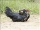 Red Junglefowl (Gallus gallus) - Domestic