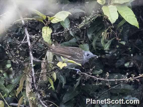 Plain Honeyeater (Pycnopygius ixoides)