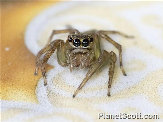 Jumping Spider (Salticidae sp)