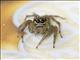 Jumping Spider (Salticidae sp)