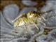 Jumping Spider (Salticidae sp)