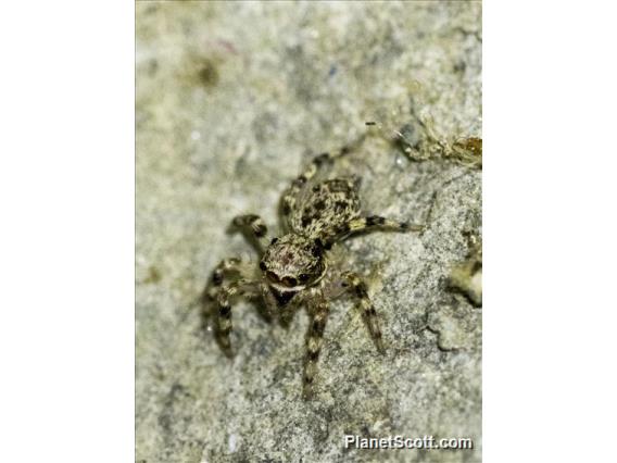 Jumping Spider (Salticidae sp)