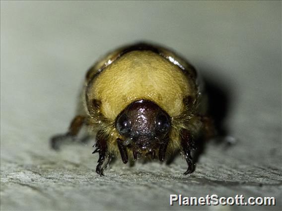 Shining Leaf Chafer (Rutelinae sp)