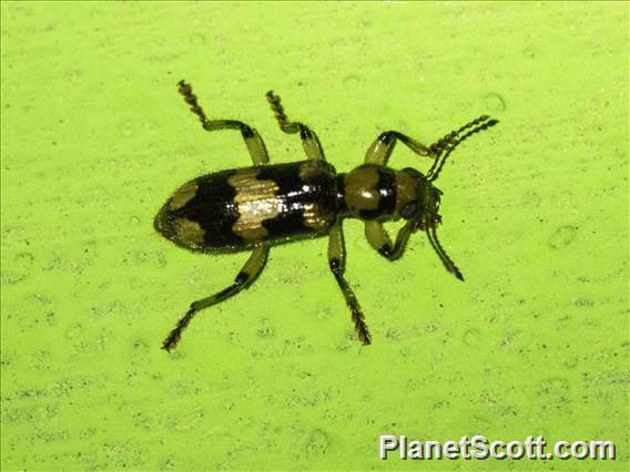 Checkered Beetle (Orthrius sp)