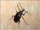 Darkling Beetle (Alleculina sp)