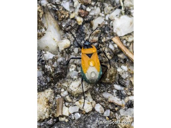 Red Bug (Dindymus croesus)