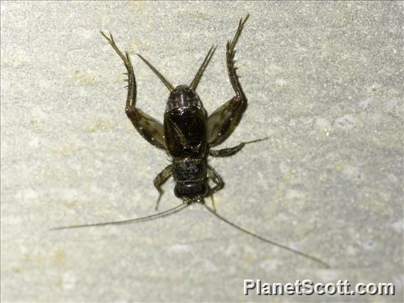 Bark Cricket (Landrevinae sp)